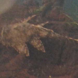 Clown Pleco, possibly infected with Columnaris?