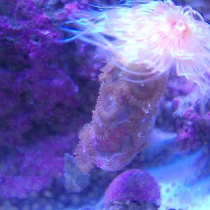 Unknown Polyps on Orange and White Coco Worm