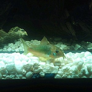 here is one of my bronze corys