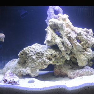 front side of my biocube 14 gallon tank