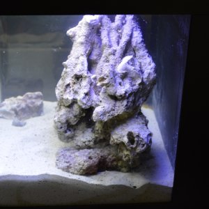 right side of the tank