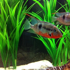 Male and Female Firemouth