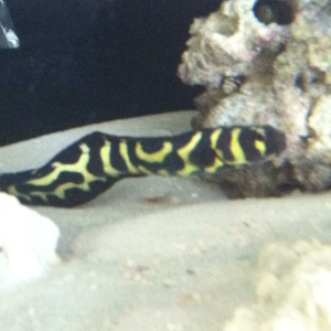 Engineer goby.. 9"