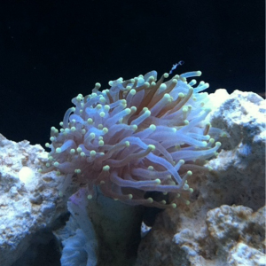 Torch coral :D