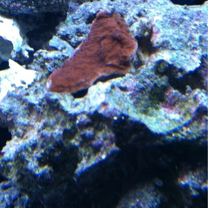 Red montipora and a crazy turbo snail