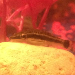 This is my otocinclus. My girlfriend named him Eeyore because he doesn't move alot haha!!