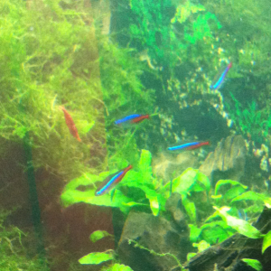 Neons and shrimpy shrimp