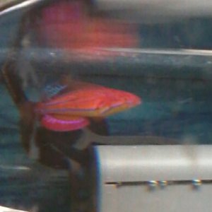 Sorry for the poor resolution. It's really hard to get a pic of this Guy when he is flashing. He's a beauty though. His colors have intensified greatl