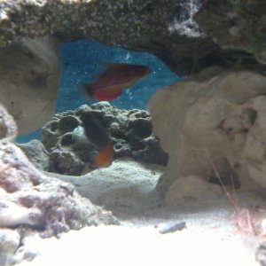 Flash (mccoskers flasher wrasse) and Benny (bicolor blenny). These guys are best friends. It's crazy. Benny follies Flash around everywhere he goes. N