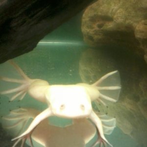Cracker the male albino African clawed frog.