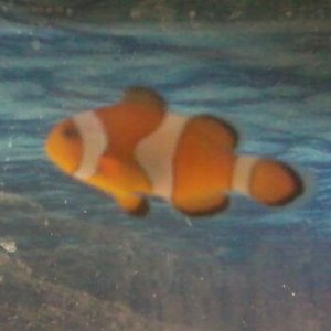 My new ocellaris clownfish about to be released into my tank.