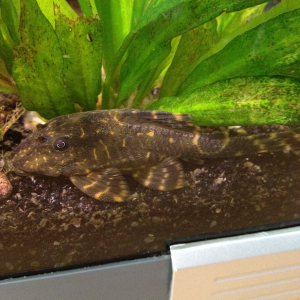 Bubba, my Clown Pleco - very rarely seen in daylight unless begging for some courgette.