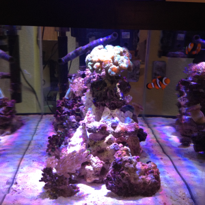 nano reef after transition from 10gl. Now in a 15gl tank