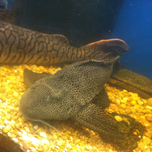 A friends Pleco in a 250g he's getting to big :-(