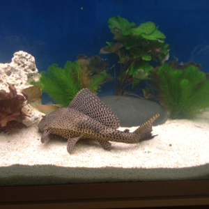 This is my monster plec @ 43 cm he is the daddy of my 6 ft tank
