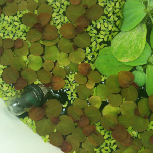 Red root floater, duckweed and water lettuce.