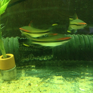 Red line barbs I have 3 but I'm going to buy 2 more :)