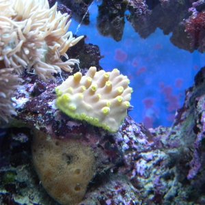 Yellow cup coral acquired from reefer in Burke, VA.