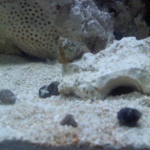 some of my 30 snails. im sure you can id them better than me. and i think a couple are some of my 10 hermit crabs