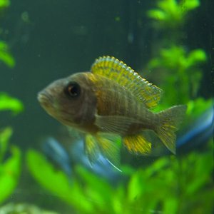 Another unknown cichlid.