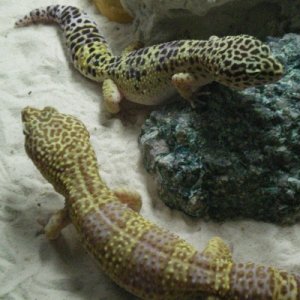 Mated Leopard Geckos; Isis and Ra.