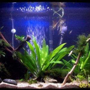 The planted community tank