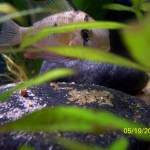 Bolivian Rams Male over eggs