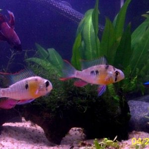 Bolivian Rams, male and female flirting before a spawn