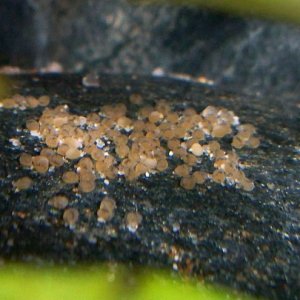 The Bolivian Ram eggs about to hatch