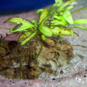 Newly released Acei and Red Zebra fry