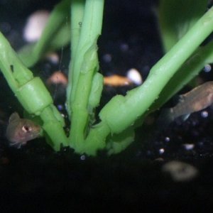Newly released Yellow Lab fry