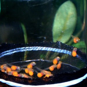Red Zebra fry in egg tumbler. 11 days since spawn