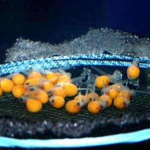 Newly hatched Red Zebra fry. 6 days after the spawn