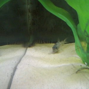 Kuhli Loach and Peppered Cory hanging out