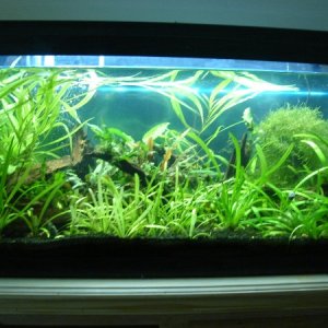 with sag foreground, prior to co2 and canister filter