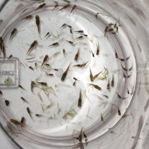 7/18/9 70+ Swordtail fry given away
