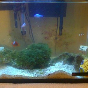 my fish tank...it's a start