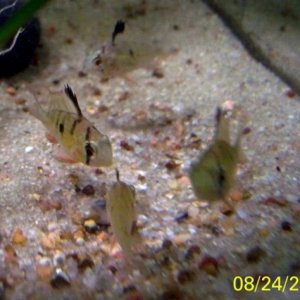 Bolivian Rams at 3 months 1"