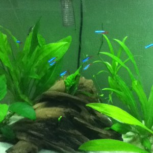 some neon tetras and cardinal tetras hanging out together