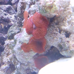 Red Mushroom Rock