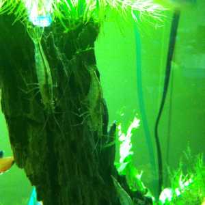 My amano shrimp
