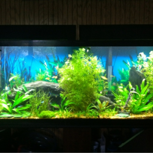 Mid June '12 I added some red ludwigia in hope of getting some color in the tank. I also added my DIY CO2 to try and boost the color.  The water sprit