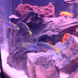 4 yellow tail acai, schooling around!! They replaced the psychotic  kenyi couple , and an aratus!! Tank is much more lively!