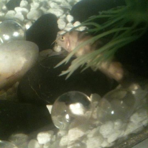 this is patchy, he passed away a while ago, but he was the best one-eyed yo-yo loach i could ever ask for. R.I.P <3