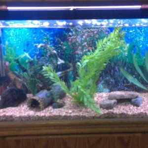 Picture of the left side of the aquascape