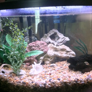 Before I upgraded to sand as substrate...