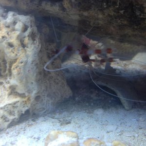 Striped Boxer Shrimp