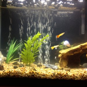 In this picture the tank is stocked with 1 blue dwarf gourami, 2 fancy guppies, and 1 black mystery snail.