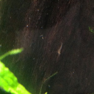 I'm a proud owner of baby shrimp