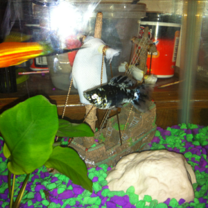 Here they are swampy(Molly) and bojangles(swordtail)
They have matured some. And are getting bigger